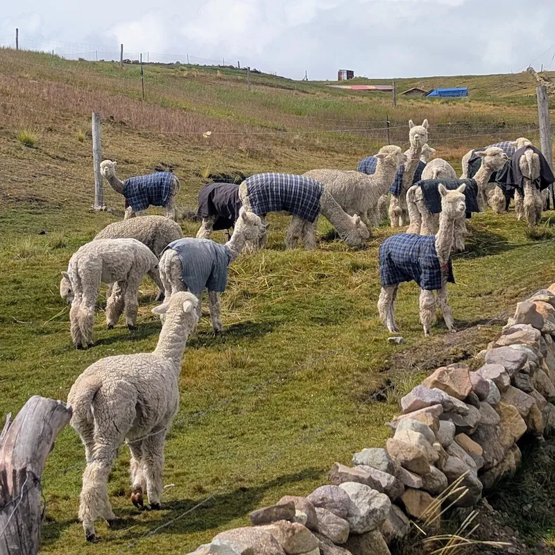 Ausangate Trek — 5 Days Around the Sacred Guardian of the Andes