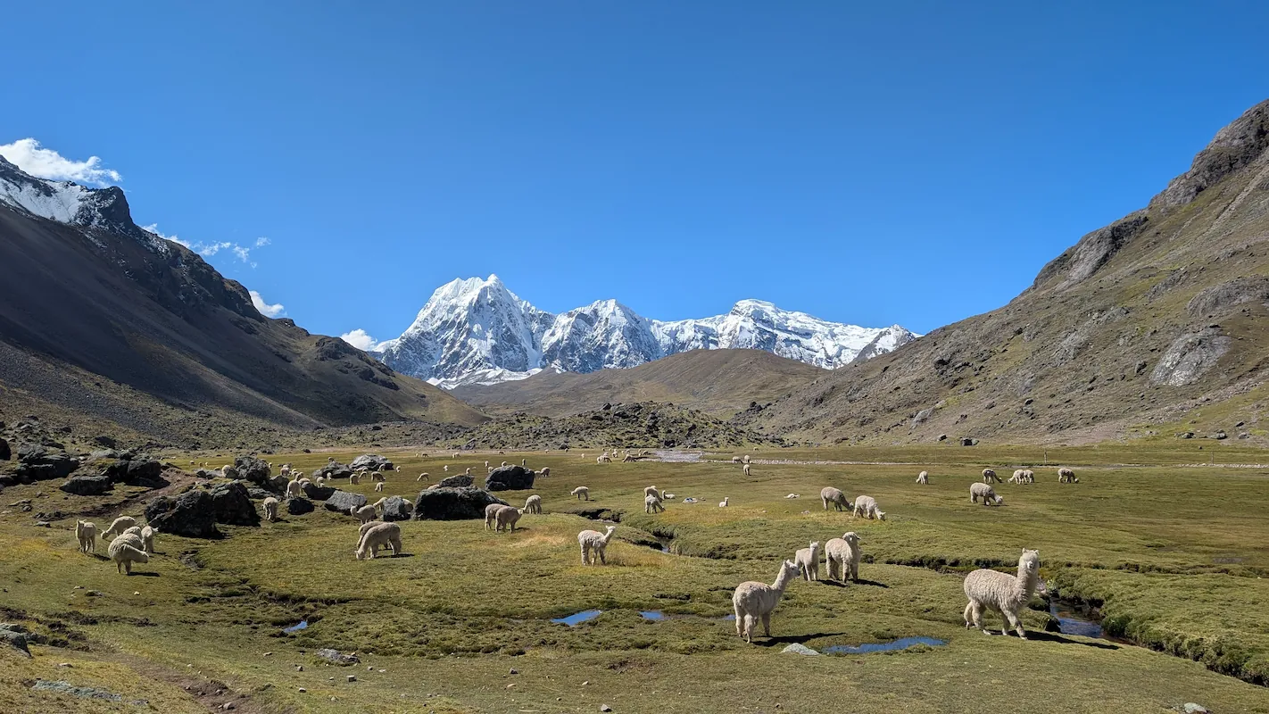Landscape on the Ausangate mountain range with alpacas, Perú
